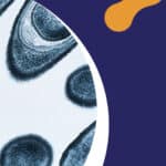 Publication Un dialogue inédit entre protéines et ARN au cœur de la sporulation bactérienne