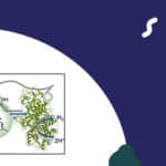 Publication La biodiversité au secours des piles à hydrogène « vert »