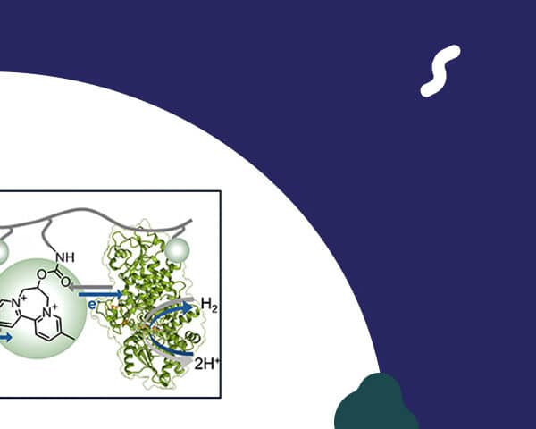 Publication La biodiversité au secours des piles à hydrogène « vert »